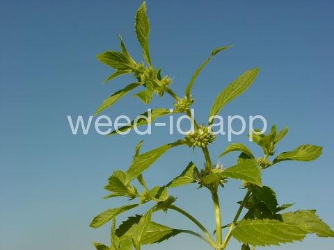mint, field